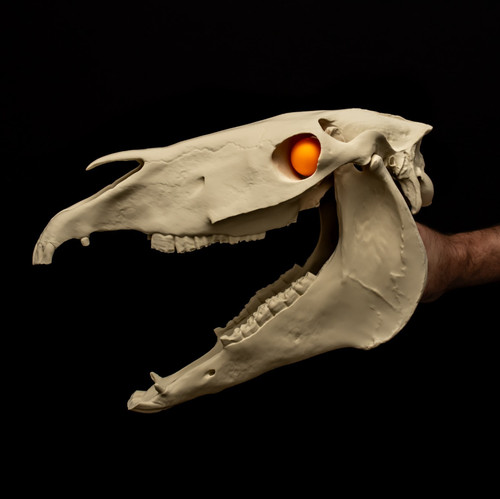 Mari lwyd skull - skull, welsh